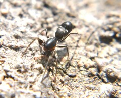 Corinnidae