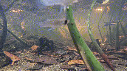 American Crocodile photographed in Florida