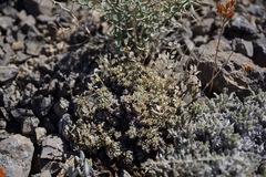 Draba sphaeroides