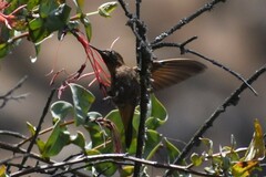 Aglaeactis cupripennis