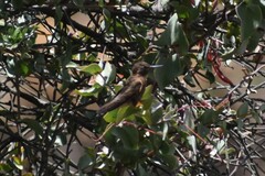 Aglaeactis cupripennis