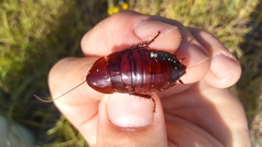 Eurycotis floridana