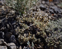 Draba sphaeroides