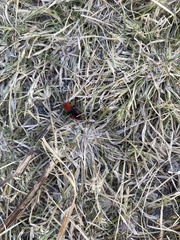 Dasymutilla erythrina