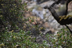 Aglaeactis cupripennis