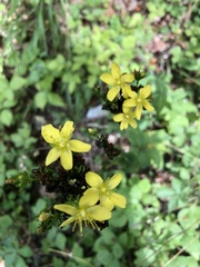 Hypericum montanum