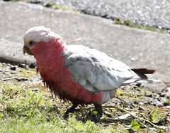 Eolophus roseicapilla albiceps