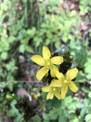 Hypericum montanum