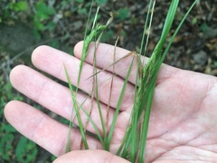 Carex debilis debilis