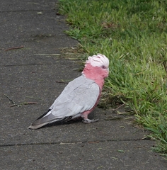 Eolophus roseicapilla albiceps