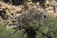 Tillandsia latifolia
