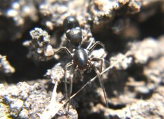 Corinnidae