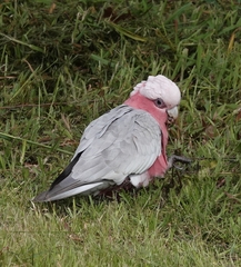 Eolophus roseicapilla albiceps