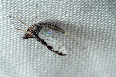 Callibaetis pictus
