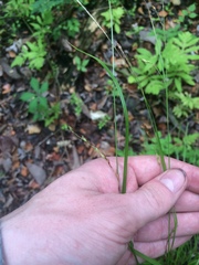 Carex debilis debilis