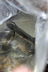 Triturus cristatus
