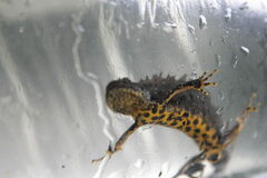 Triturus cristatus
