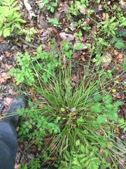 Carex debilis debilis