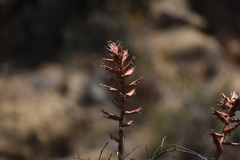 Tillandsia latifolia