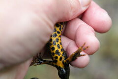 Triturus cristatus