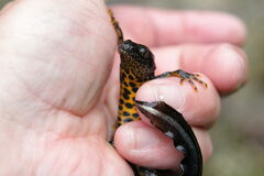Triturus cristatus