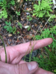 Carex debilis debilis