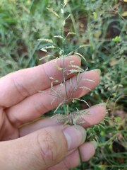 Eragrostis barrelieri