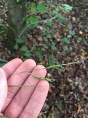 Carex debilis debilis