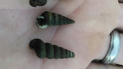 Cerithideopsis scalariformis