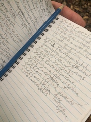 Carex debilis debilis