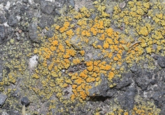 Xanthocarpia feracissima