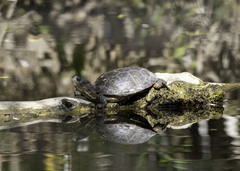 Actinemys marmorata pallida