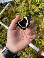 Limenitis arthemis rubrofasciata