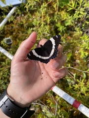 Limenitis arthemis rubrofasciata