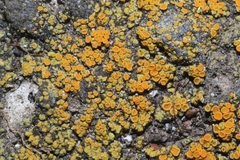 Xanthocarpia feracissima
