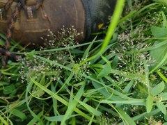 Eragrostis amabilis