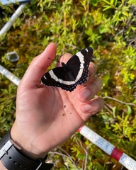 Limenitis arthemis rubrofasciata