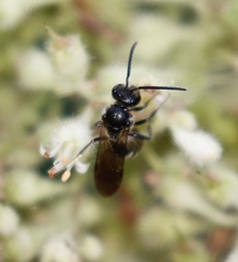 Lasioglossum fuscipenne