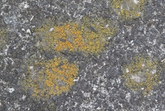 Xanthocarpia feracissima