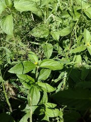 Synedrella nodiflora