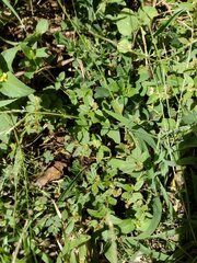 Euphorbia ophthalmica