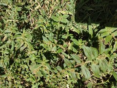 Euphorbia ophthalmica