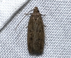 Glyphidocera juniperella