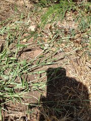 Urochloa subquadripara