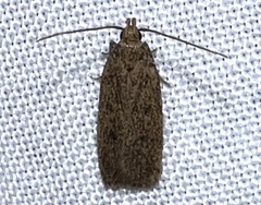 Glyphidocera juniperella