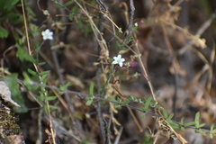 Wahlenbergia peruviana