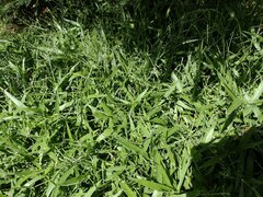 Urochloa subquadripara