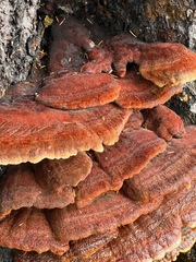 Phaeolus schweinitzii