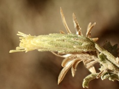 Brickellia californica