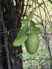 Crescentia cujete